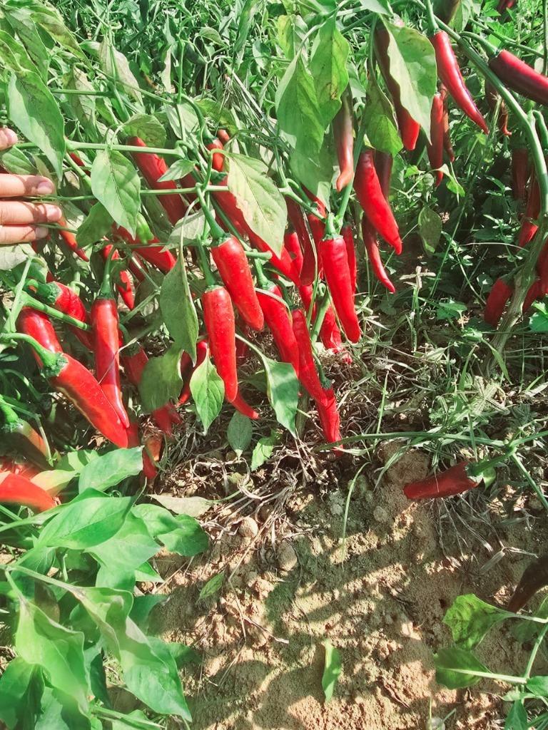 Fresh Egyptian Peppers Export