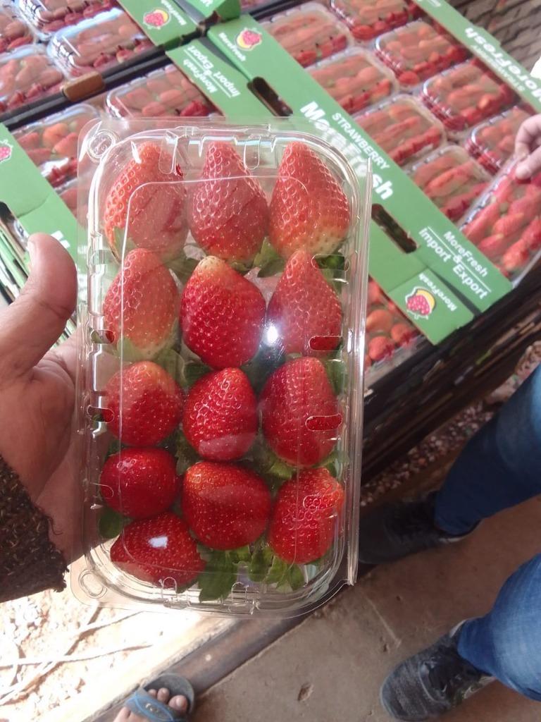 Fresh Egyptian Strawberries Export